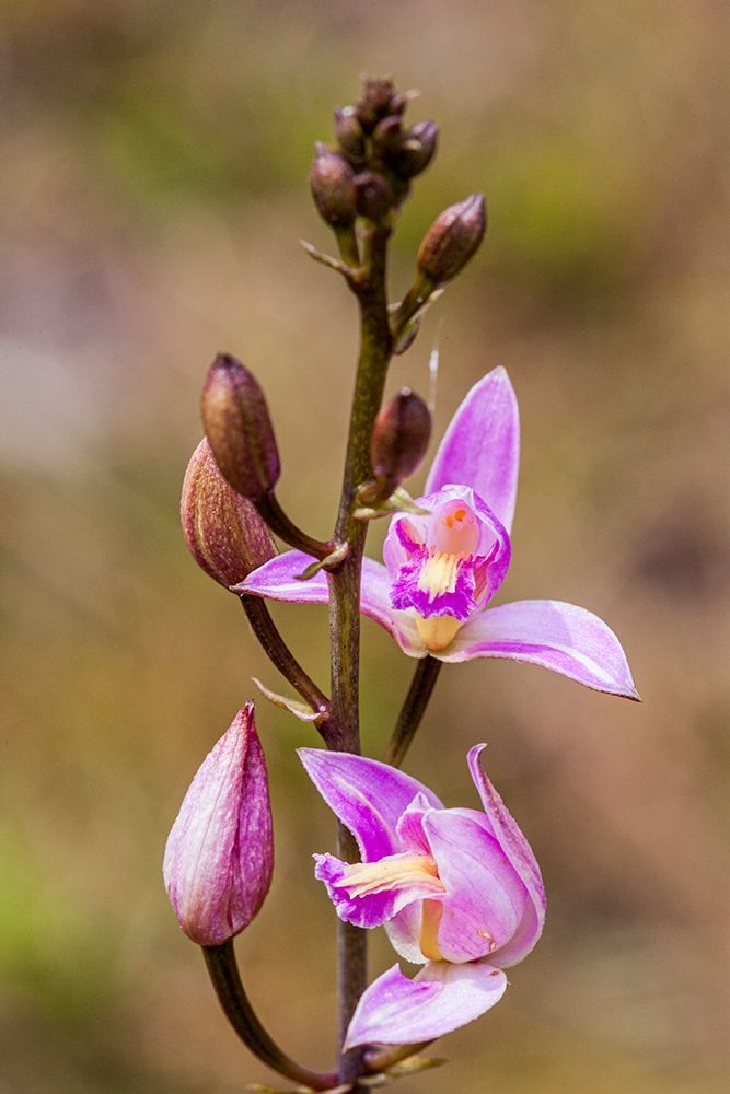 Pine Pink orchid in bloom